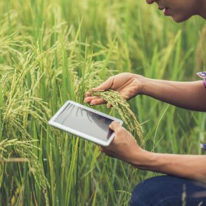 Agricultural Commodity Price Tracker